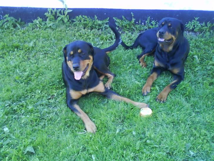 Rottweiler Chicco [SOLGT!:'(] - Chicco og Sille igen:D Sille var mor til begge kuld:) billede 5