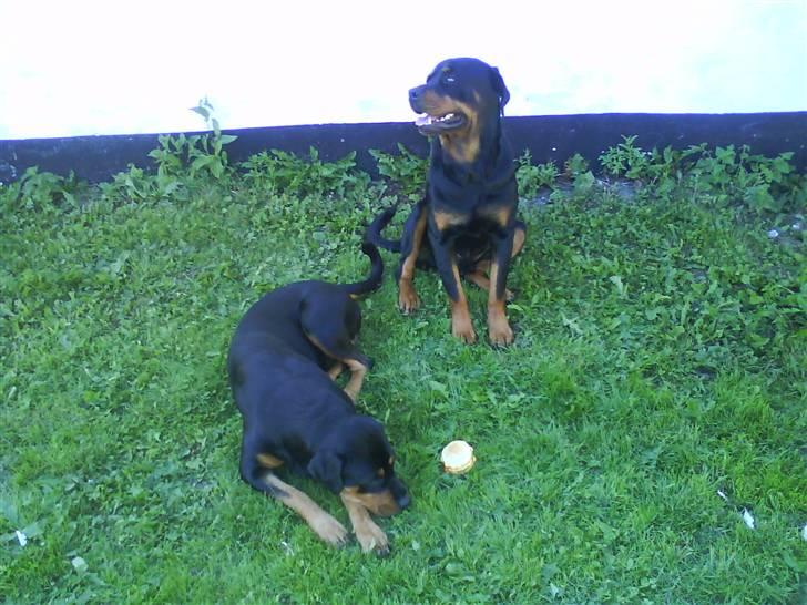 Rottweiler Chicco [SOLGT!:'(] - Chicco og Sille igen:)  billede 6