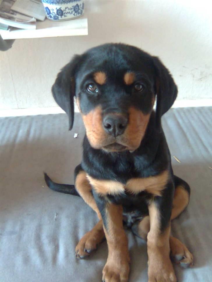 Rottweiler Goofy  [SOLGT!] - Goofy på hans medras:) billede 2