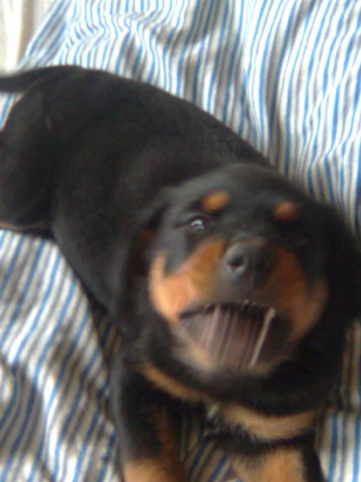 Rottweiler Goofy  [SOLGT!] - Goofy i mor og fars seng:) tror ikke lige han på det;P billede 3