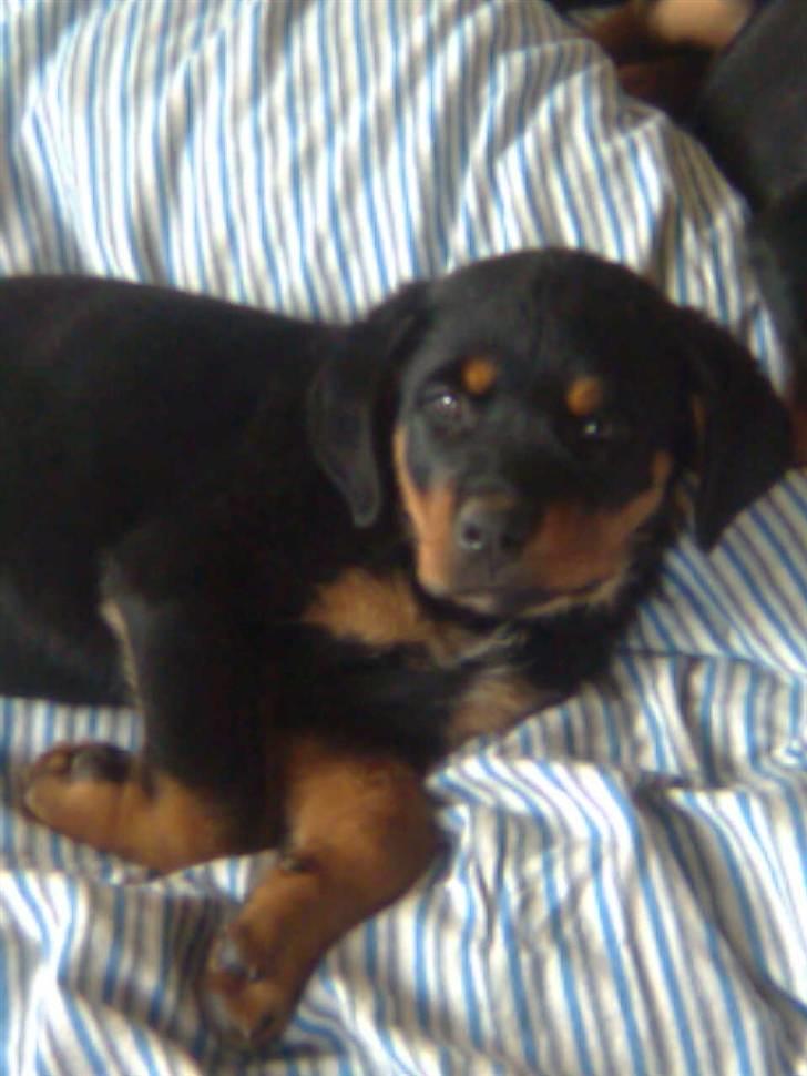 Rottweiler Goofy  [SOLGT!] - Goofy i mor og fars seng:) billede 4