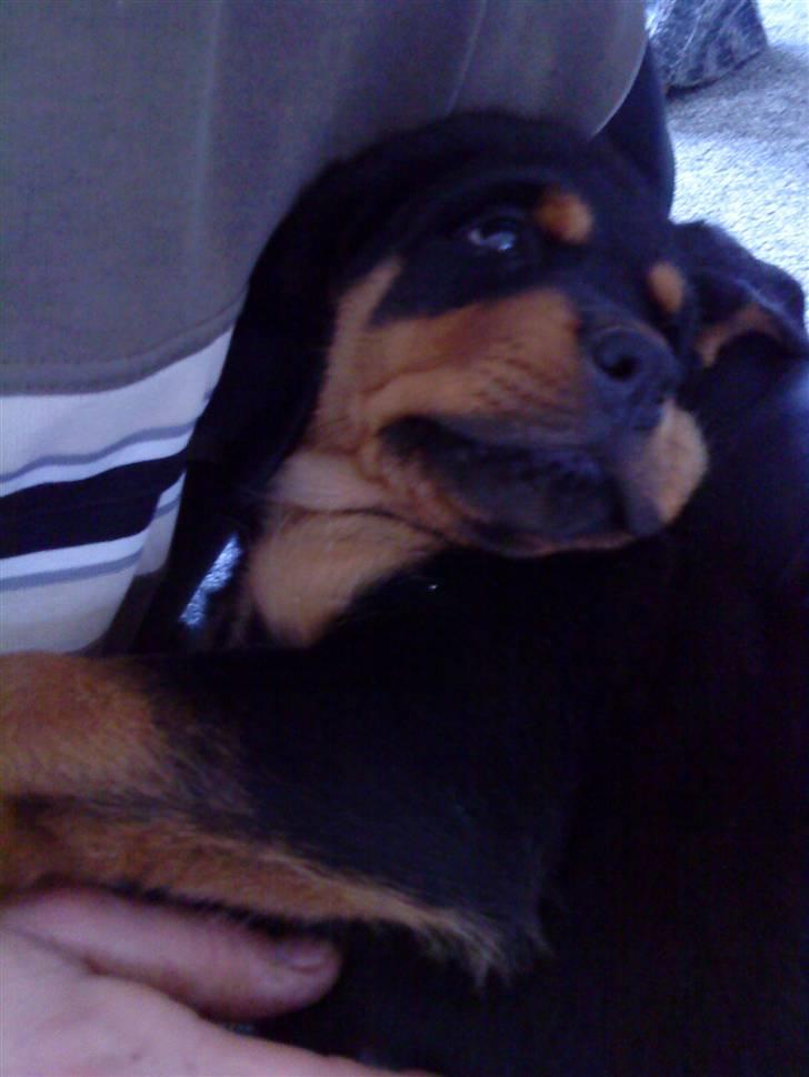 Rottweiler Goofy  [SOLGT!] - Goofy i fars arme:) billede 5