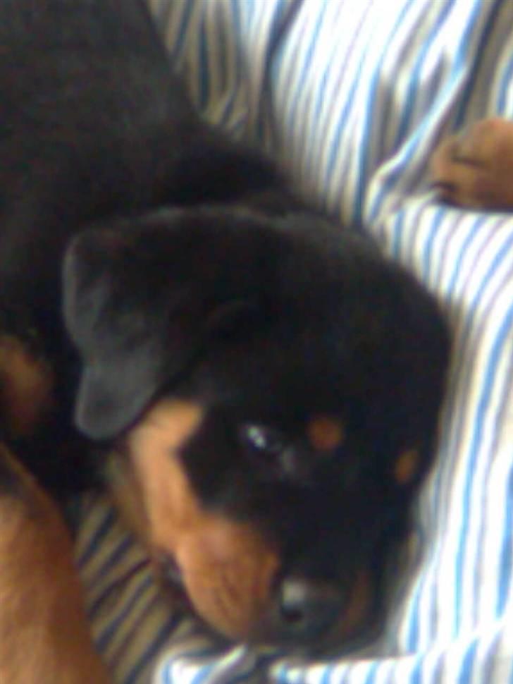 Rottweiler Goofy  [SOLGT!] billede 6