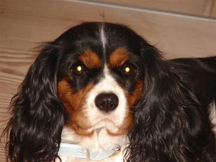Cavalier king charles spaniel Lady - Ladys smukke hoved. Juli 2009 billede 15