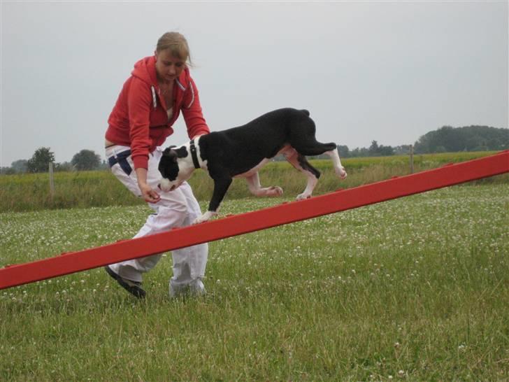 Amerikansk staffordshire terrier Black Storm Long Step RIP - Storm på balancen billede 9