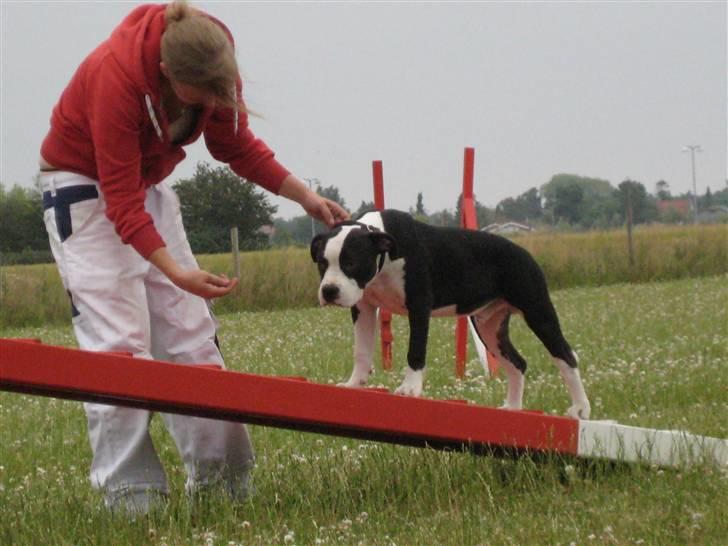 Amerikansk staffordshire terrier Black Storm Long Step RIP - Storm på balancen billede 10