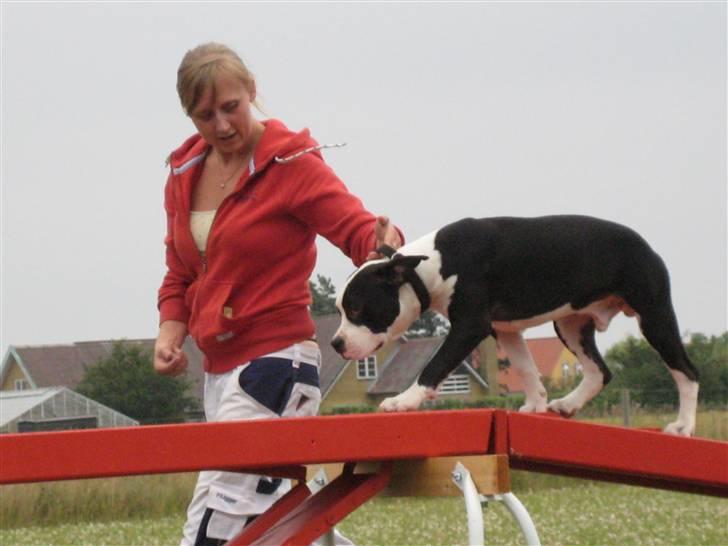 Amerikansk staffordshire terrier Black Storm Long Step RIP - Storm på balancen billede 11