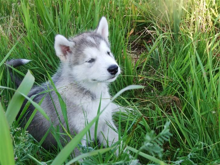 Alaskan malamute Wolf - Er jeg ikke bare dejlig billede 1