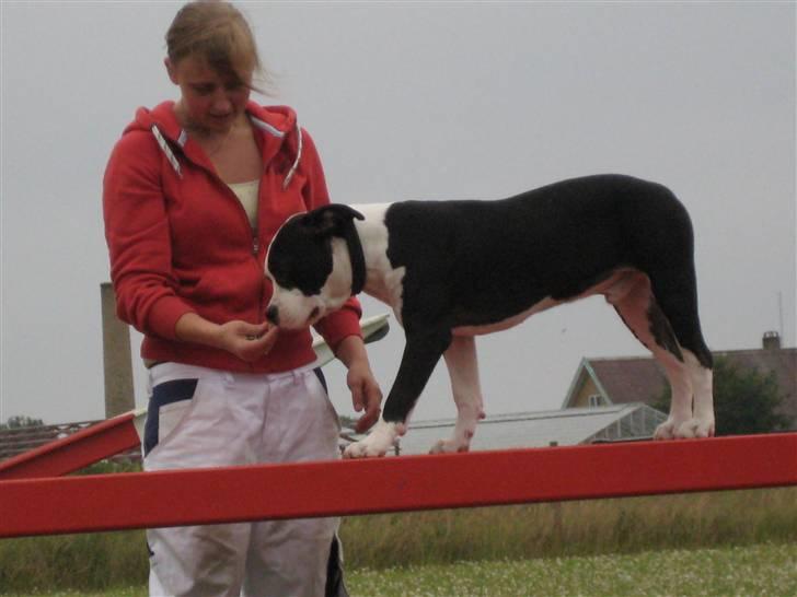 Amerikansk staffordshire terrier Black Storm Long Step RIP - Storm på balancen billede 12