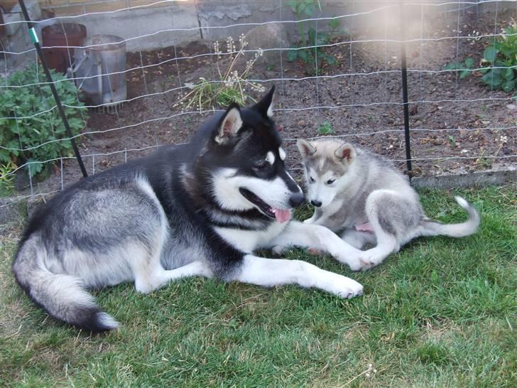 Alaskan malamute Wolf - Sammen med min nye "storebror" billede 2