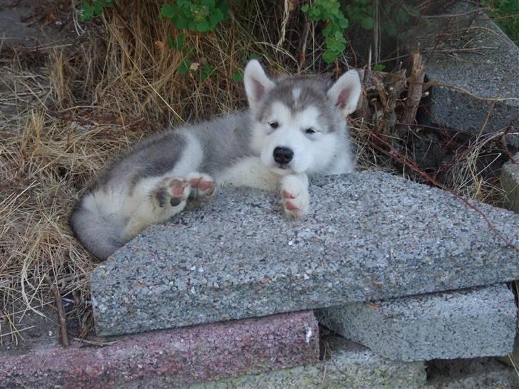 Alaskan malamute Wolf - Man kan vel blive træt billede 3