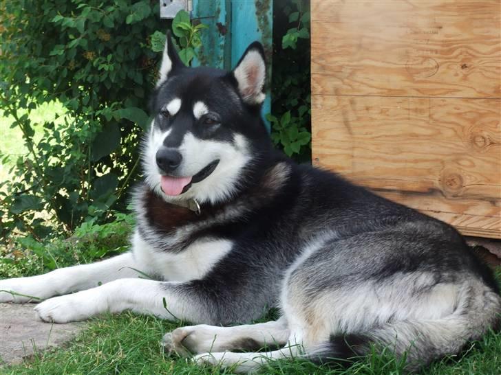 Alaskan malamute Helios - En flot fyr på 13 måneder billede 6