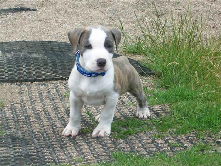 Amerikansk staffordshire terrier Ticon - Ticon ligger og dovner. billede 1