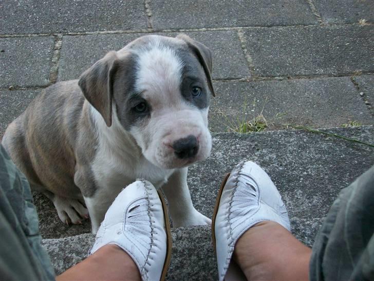 Amerikansk staffordshire terrier Ticon - Kan man stå for det.... :) billede 2