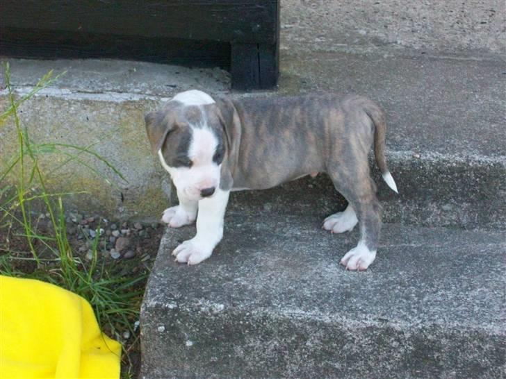 Amerikansk staffordshire terrier Ticon billede 3