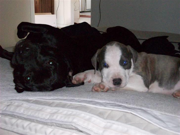 Amerikansk staffordshire terrier Ticon - Ticon ligger i sengen og sover med hans søster Tenka billede 4