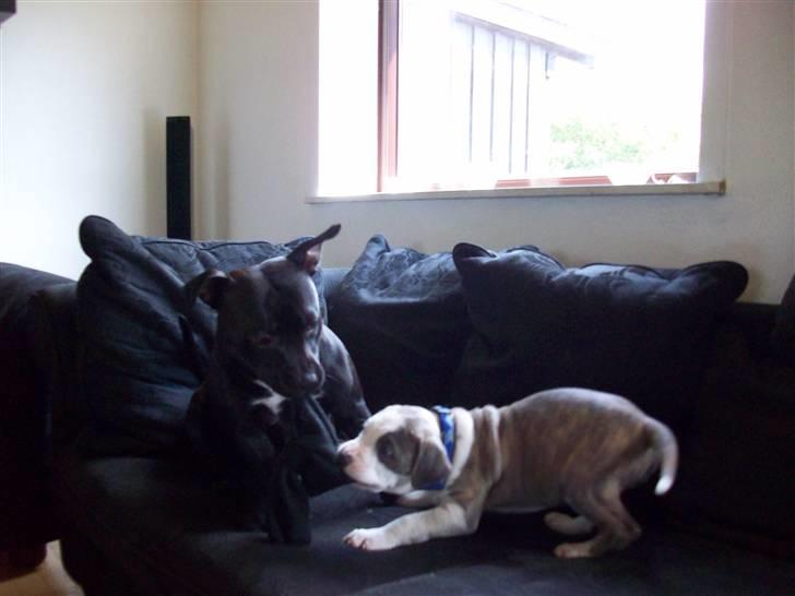 Amerikansk staffordshire terrier Ticon - Ticon leger tovtrækning med Tenka. billede 5