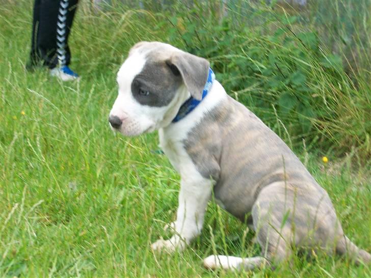 Amerikansk staffordshire terrier Ticon billede 6