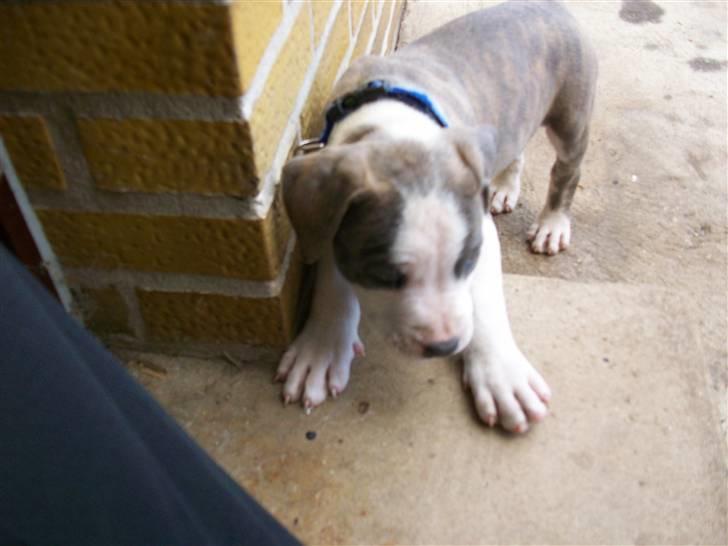 Amerikansk staffordshire terrier Ticon billede 7