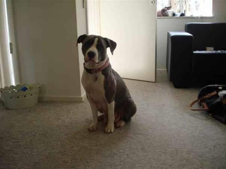 Amerikansk staffordshire terrier Ticon - Ticons mor billede 9