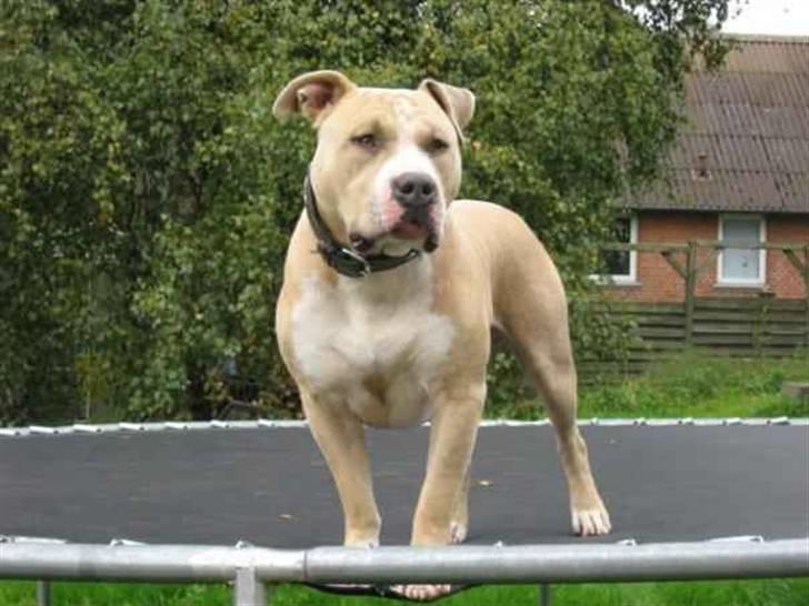 Amerikansk staffordshire terrier Ticon - Ticons far billede 10