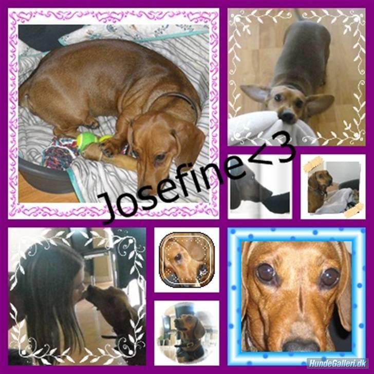 Gravhund Josefine DØD - Lavet af Lise :D billede 13