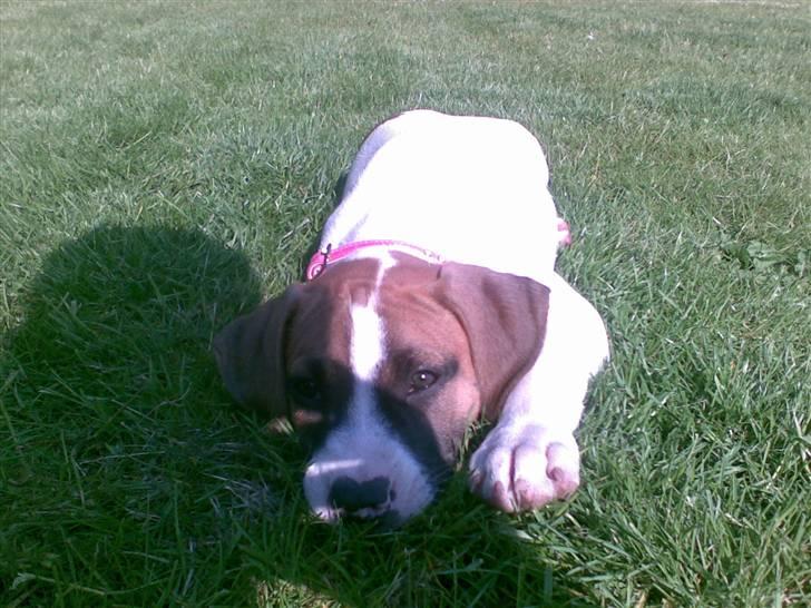 Blanding af racer Freja R.I.P billede 1