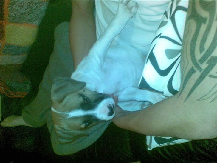 Blanding af racer Freja R.I.P - elsker at putte med min far=) billede 2