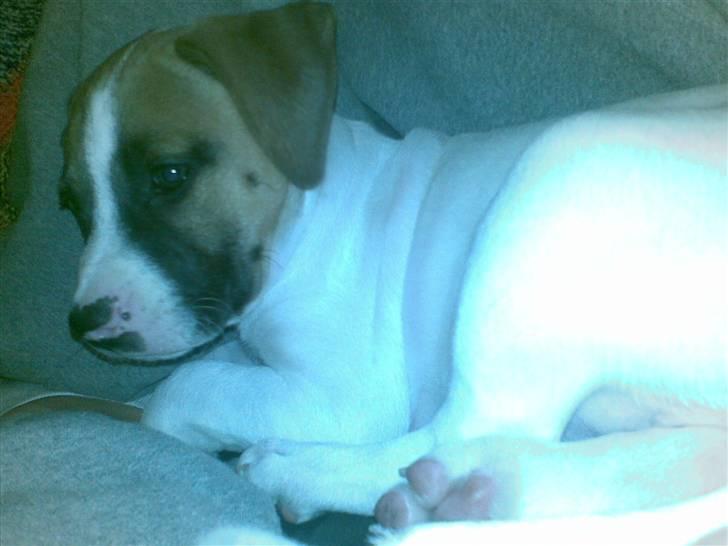 Blanding af racer Freja R.I.P billede 3