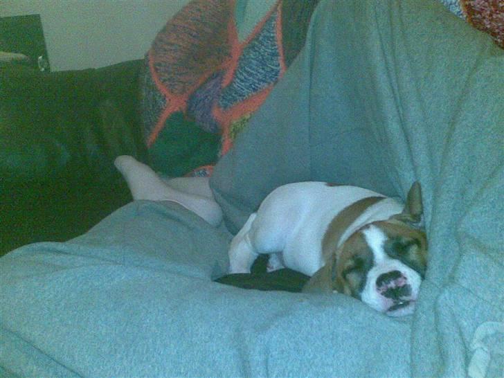 Blanding af racer Freja R.I.P billede 4