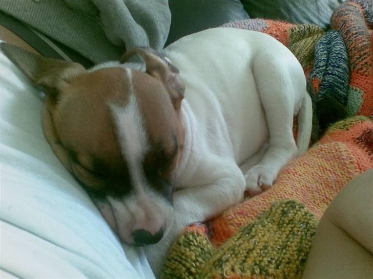 Blanding af racer Freja R.I.P - skal sove rigtig meget så jeg kan blive stor og flot=) billede 5