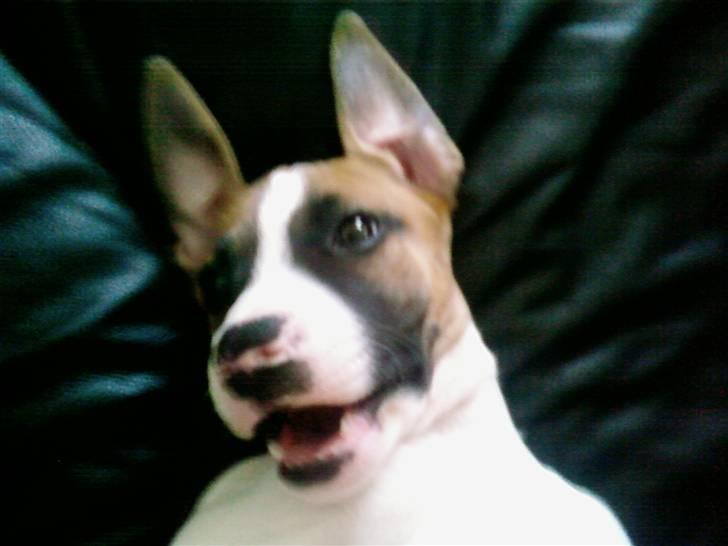 Blanding af racer Freja R.I.P billede 6