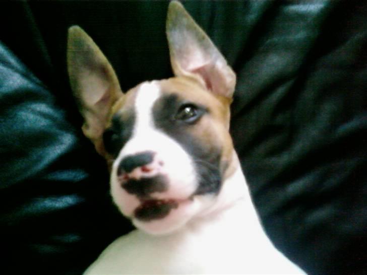 Blanding af racer Freja R.I.P billede 7