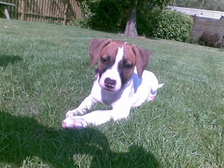 Blanding af racer Freja R.I.P billede 9