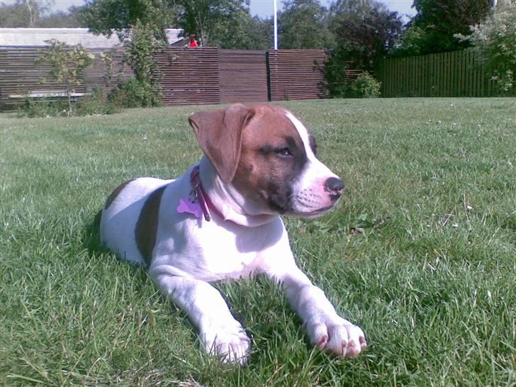 Blanding af racer Freja R.I.P billede 10