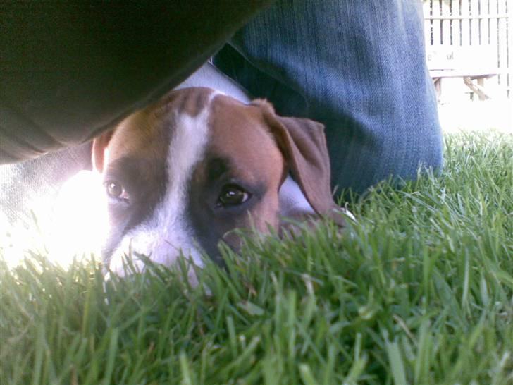 Blanding af racer Freja R.I.P billede 11