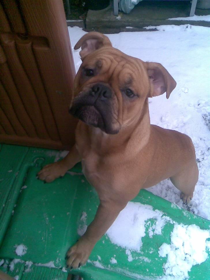Olde english bulldogge Bullgaards Emma - Så lækker er jeg blevet billede 3