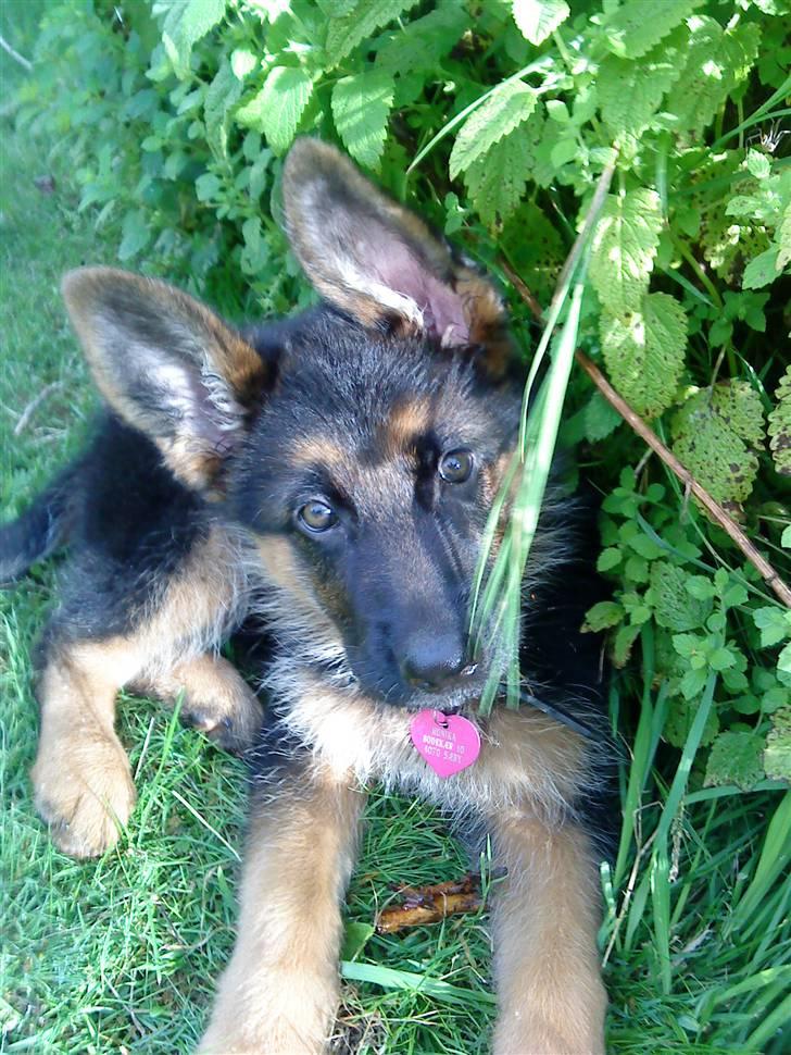 Schæferhund rapi Hexi billede 2