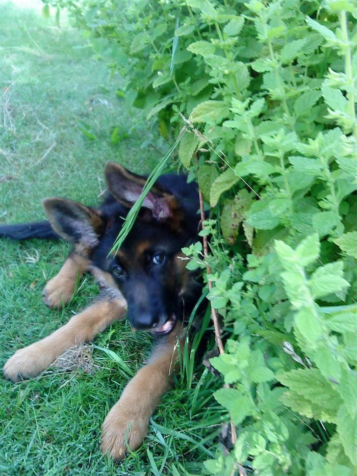 Schæferhund rapi Hexi billede 3