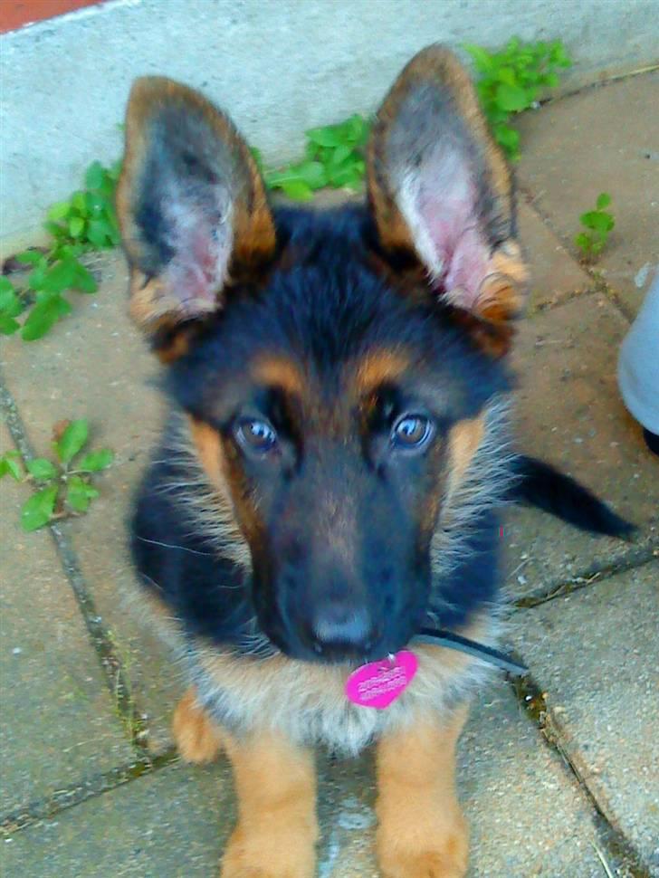 Schæferhund rapi Hexi billede 4