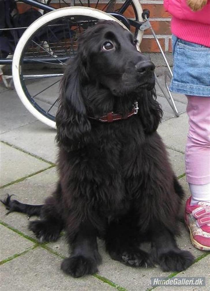 Cocker spaniel Charlie solgt:'( billede 1