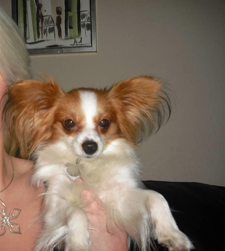 Papillon Chanel billede 17