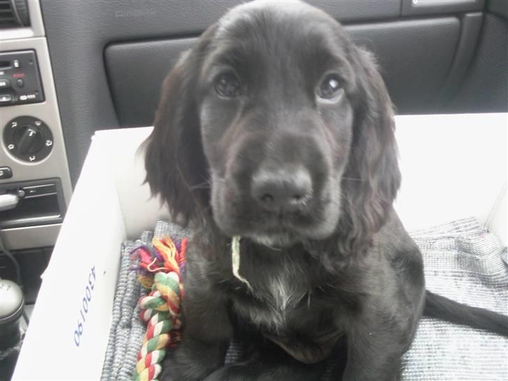 Cocker spaniel Charlie solgt:'( billede 2