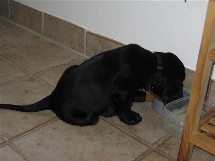 Cocker spaniel Charlie solgt:'( billede 3