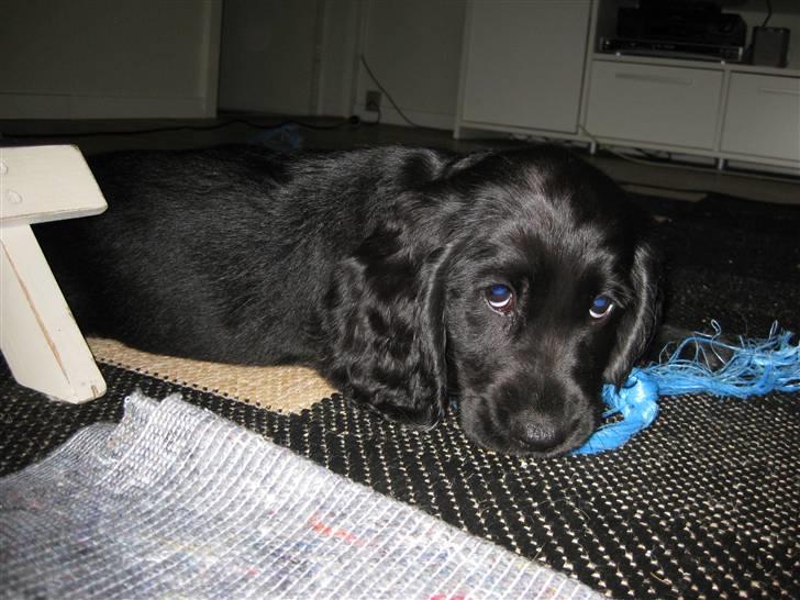 Cocker spaniel Charlie solgt:'( billede 4