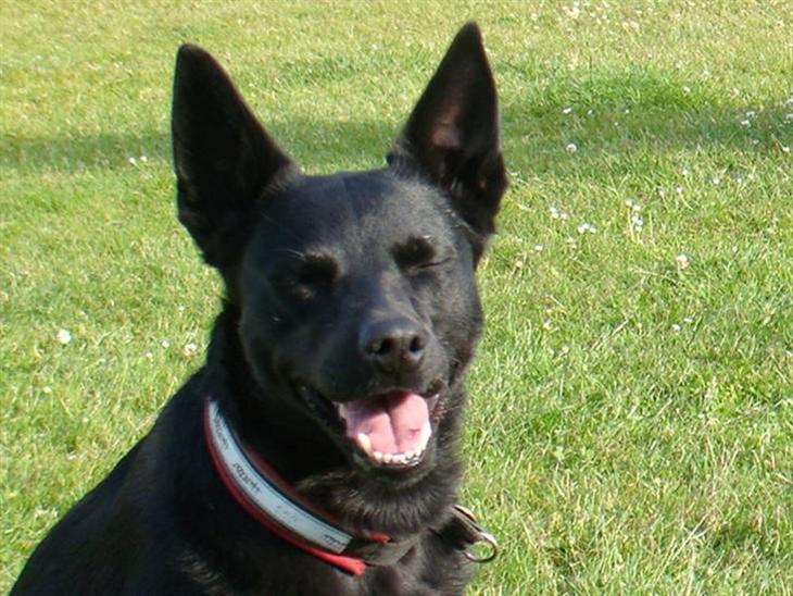 {{currentPhoto.altText}} billede {{currentPhoto.number}}