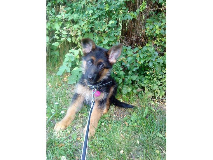 {{currentPhoto.altText}} billede {{currentPhoto.number}}