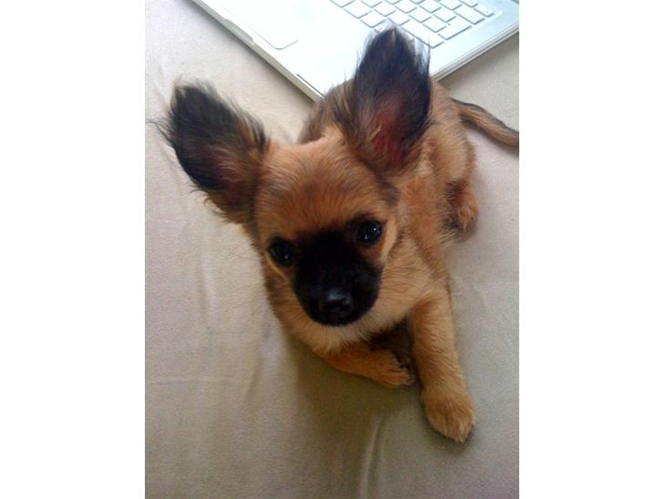 Chihuahua Signe billede 1