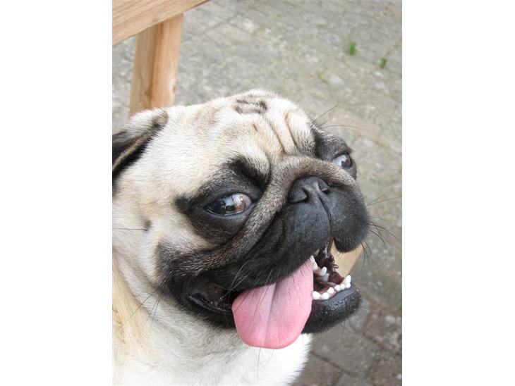 Mops Ibber *R.I.P* - Her og velkommen til Ibbers profil (aka Ibbergris) <3 billede 1