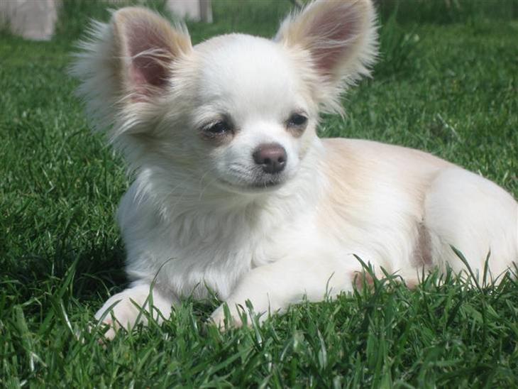 Chihuahua Mario DKCH billede 1